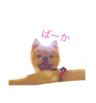 キレポメ（個別スタンプ：12）