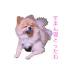 キレポメ（個別スタンプ：13）