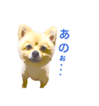 キレポメ（個別スタンプ：14）
