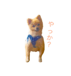 キレポメ（個別スタンプ：15）