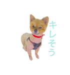 キレポメ（個別スタンプ：16）
