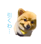 キレポメ（個別スタンプ：18）