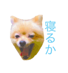 キレポメ（個別スタンプ：22）
