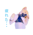 キレポメ（個別スタンプ：25）