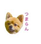 キレポメ（個別スタンプ：28）