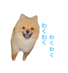 キレポメ（個別スタンプ：31）