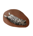 レイくんねこ☆すた（個別スタンプ：2）