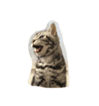 レイくんねこ☆すた（個別スタンプ：3）