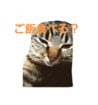 我が家のカーロ（個別スタンプ：3）