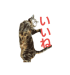 我が家のカーロ（個別スタンプ：4）