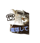 我が家のカーロ（個別スタンプ：7）