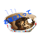 我が家のカーロ（個別スタンプ：8）