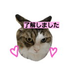 ちまきとリボン（個別スタンプ：1）