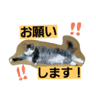 ちまきとリボン（個別スタンプ：5）