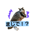 ちまきとリボン（個別スタンプ：7）