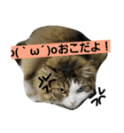 ちまきとリボン（個別スタンプ：8）