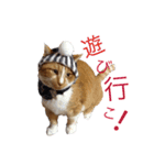 かつおぶし便り（個別スタンプ：1）