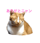 かつおぶし便り（個別スタンプ：3）