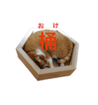 かつおぶし便り（個別スタンプ：5）