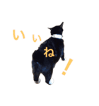 かつおぶし便り（個別スタンプ：7）