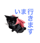 かつおぶし便り（個別スタンプ：8）