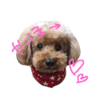 愛娘犬（個別スタンプ：1）