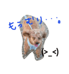 愛娘犬（個別スタンプ：2）