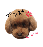 愛娘犬（個別スタンプ：3）