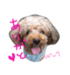 愛娘犬（個別スタンプ：4）