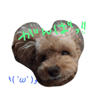 愛娘犬（個別スタンプ：5）