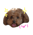 愛娘犬（個別スタンプ：6）