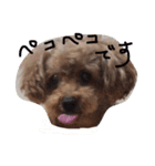 愛娘犬（個別スタンプ：8）