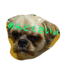 犬のこっちゃん（個別スタンプ：1）