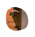 犬のこっちゃん（個別スタンプ：2）