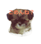 犬のこっちゃん（個別スタンプ：3）