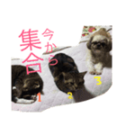 犬のこっちゃん（個別スタンプ：4）