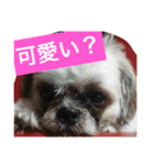 犬のこっちゃん（個別スタンプ：5）