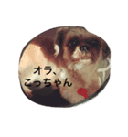 犬のこっちゃん（個別スタンプ：6）