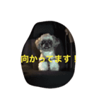 犬のこっちゃん（個別スタンプ：7）