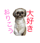 犬のこっちゃん（個別スタンプ：8）