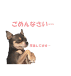 すーちゃんの日常 パート2（個別スタンプ：1）