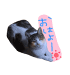 我が家のペッツ（個別スタンプ：1）