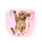 我が家のペッツ（個別スタンプ：2）