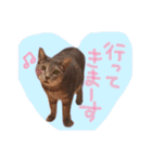 我が家のペッツ（個別スタンプ：3）