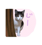 我が家のペッツ（個別スタンプ：5）