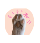 我が家のペッツ（個別スタンプ：6）
