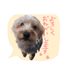 我が家のペッツ（個別スタンプ：7）