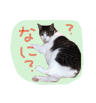 我が家のペッツ（個別スタンプ：9）