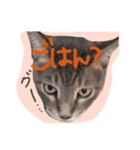 我が家のペッツ（個別スタンプ：10）