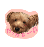 我が家のペッツ（個別スタンプ：11）